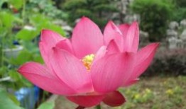 王力防盗门维修电话24小时电话是多少《今日发布》 福州“锅盔叔叔”妻子患病仍“加量不加价” 大学生排百米长队尽“一饼之力”