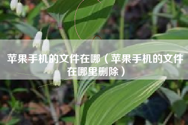 苹果手机的文件在哪（苹果手机的文件在哪里删除）