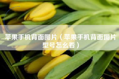 苹果手机背面图片（苹果手机背面图片型号怎幺看）