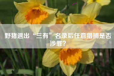 野猪退出“三有”名录后任意猎捕是否涉罪？